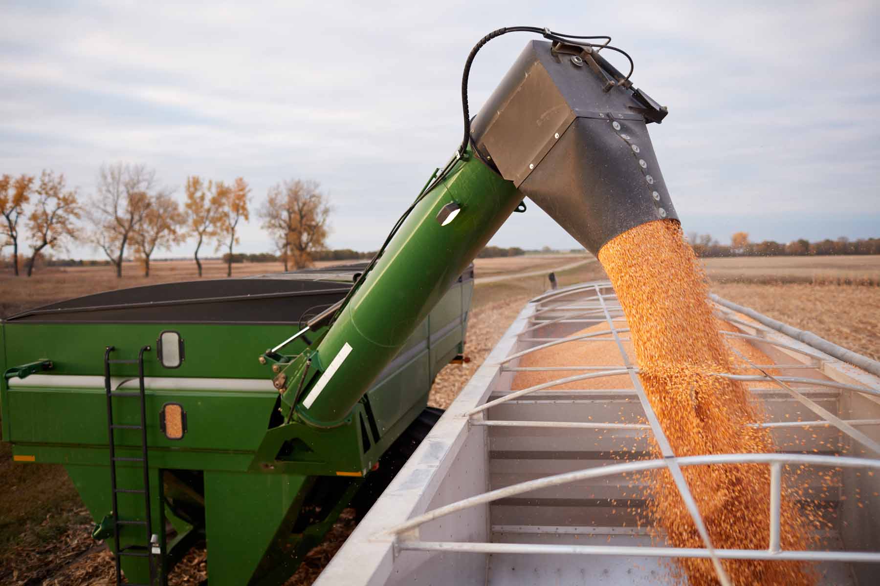 grains-871262682